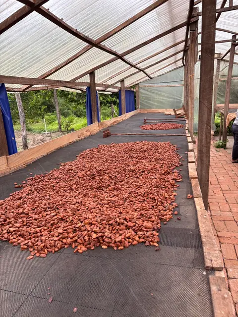 Cacao beans spread to dry under the clear roof of the drying house