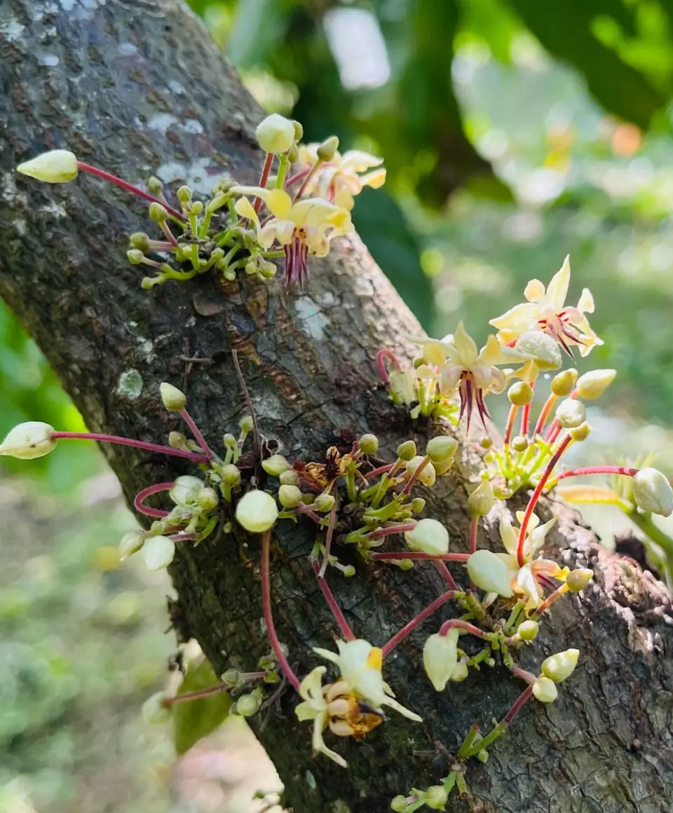 Small pale cacao flowers and buds on red stalks growing directly from the trunk of a cacao tree at Finca Canaán
