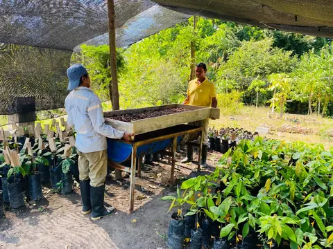 Workers at a table of drying beans beside rows of cacao seedlings under shade cloth