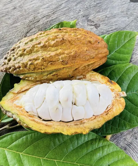 An opened cacao pod showing white pulp-covered beans, on fresh cacao leaves