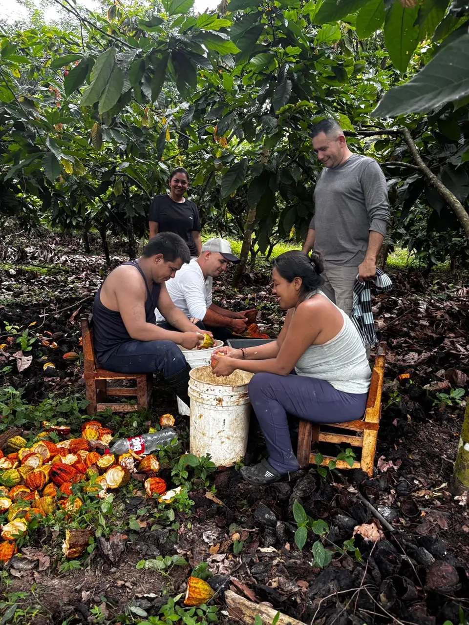 Two growers opening harvested cacao pods into a bucket in the grove at Finca Canaán