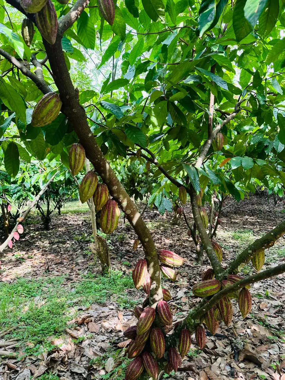Cacao pods ripening along a trunk at Finca Canaán