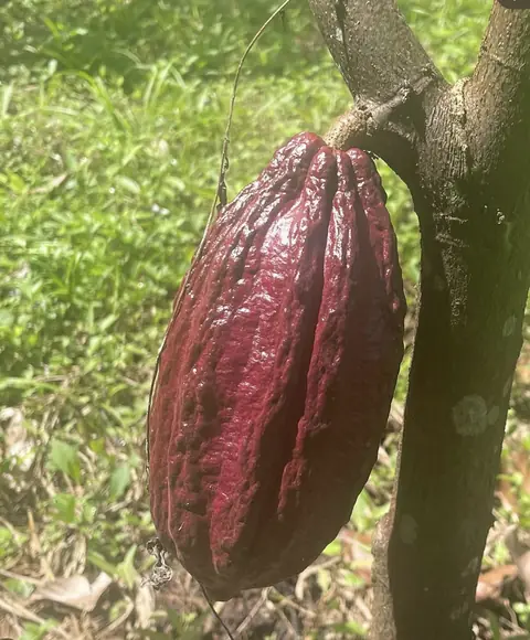 A single deep red cacao pod hanging from the trunk