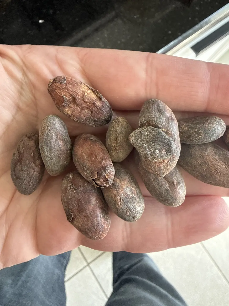 A handful of dried Macondo cacao beans