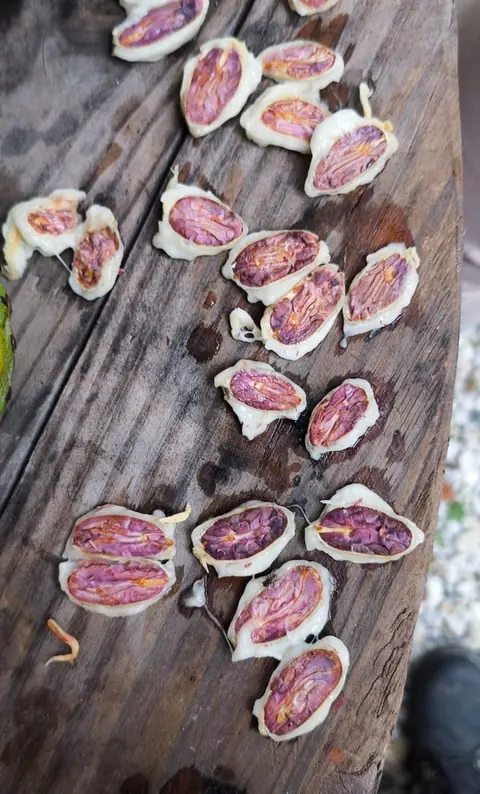 Fresh cacao beans, still coated in white pulp, sliced open on a wooden table to show purple interiors