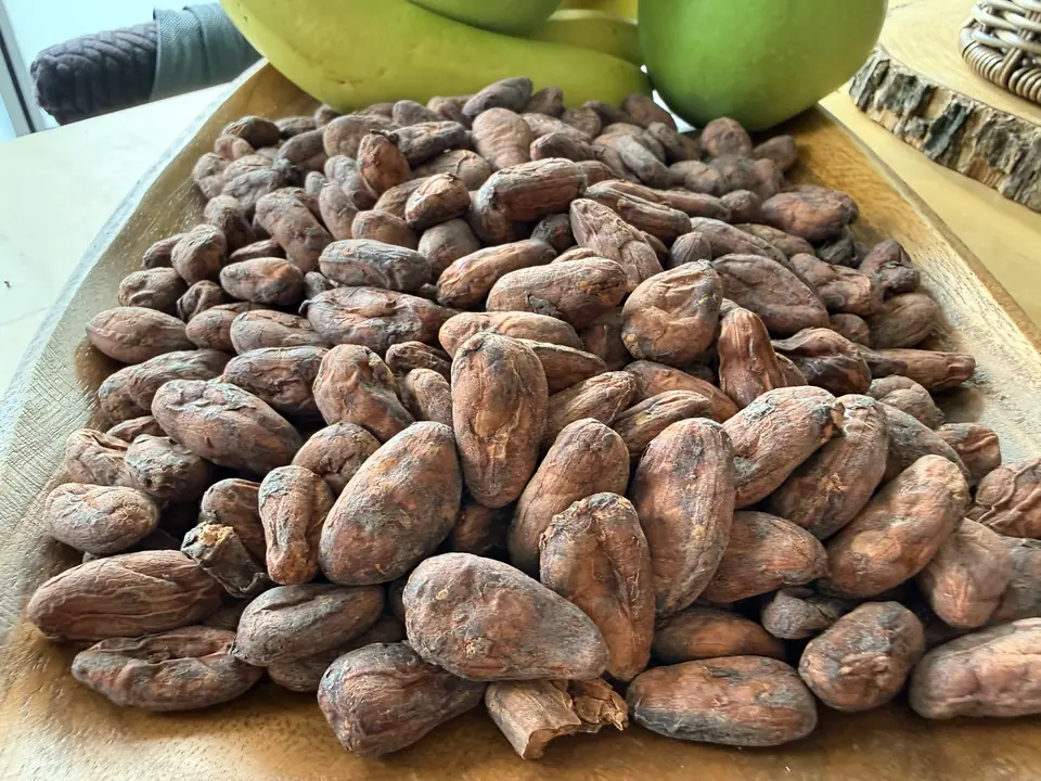 Close-up of dried, fermented Macondo cacao beans