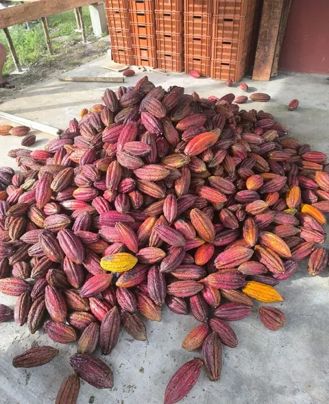 A pile of freshly harvested red, pink and yellow cacao pods