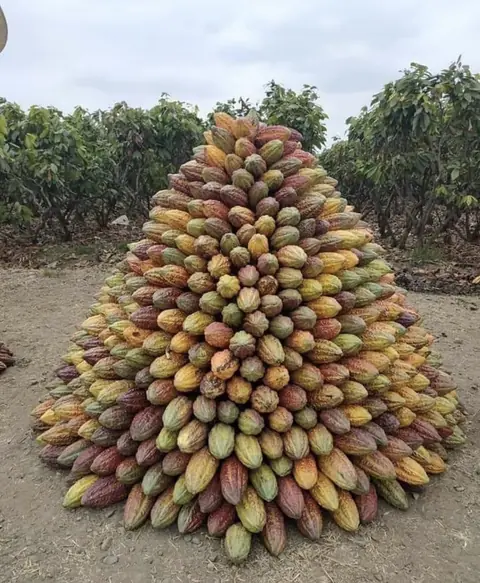 Harvested cacao pods stacked in a tall pyramid