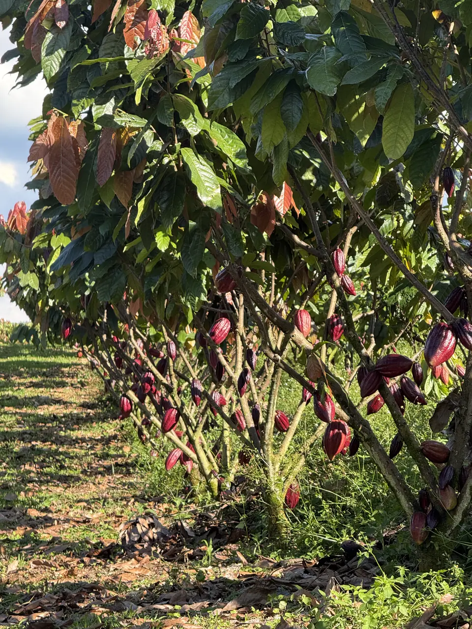 A row of cacao trees heavy with ripe red pods at Finca Macondo