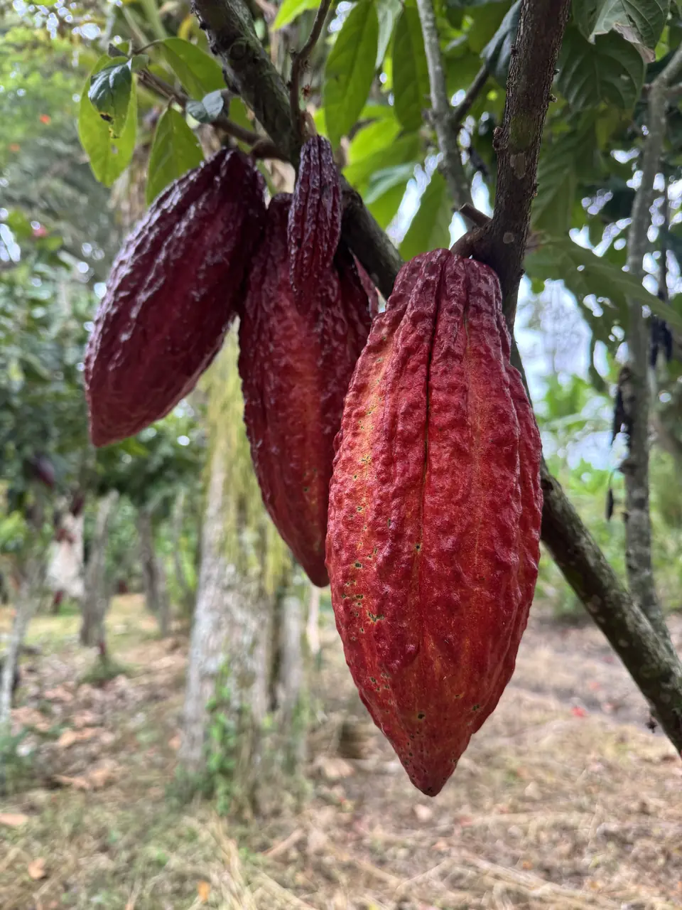 Three ripe red cacao pods hanging from a branch at Finca Macondo