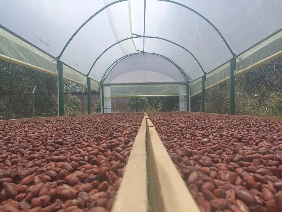 Fermented cacao beans drying on raised beds inside a plastic-covered drying tunnel